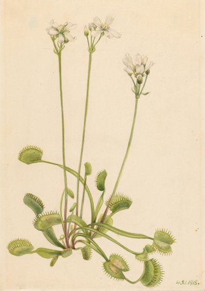 av Mary Vaux Walcott