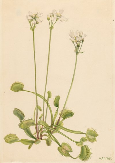 Venus Flytrap Dionaea muscipula, 1918. av Mary Vaux Walcott