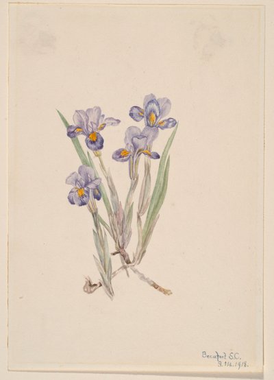  av Mary Vaux Walcott