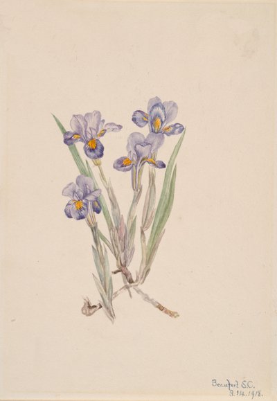 Vernal Iris Iris verna, 1918.    1148899   no       norwegian Successfully Translated  Original: The Fight between Robin Hood and Little John, illustration from Robin Hood and his Life in the Merry Greenwood, told by Rose Yeatman Woolf, published by Raphae av Mary Vaux Walcott