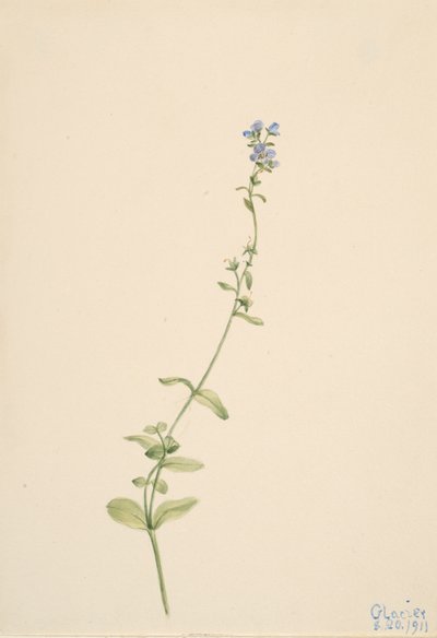 Veronica serpyllifolia, 1911. av Mary Vaux Walcott
