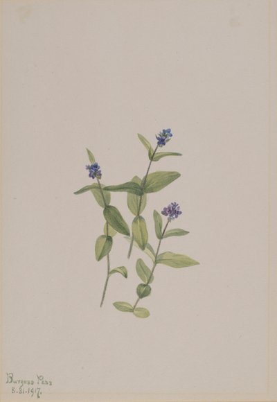  av Mary Vaux Walcott