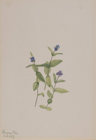 Veronica wormskjoldii, 1917. av Mary Vaux Walcott
