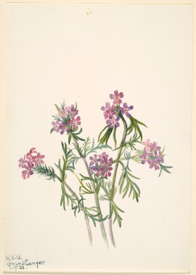  av Mary Vaux Walcott