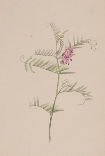  av Mary Vaux Walcott
