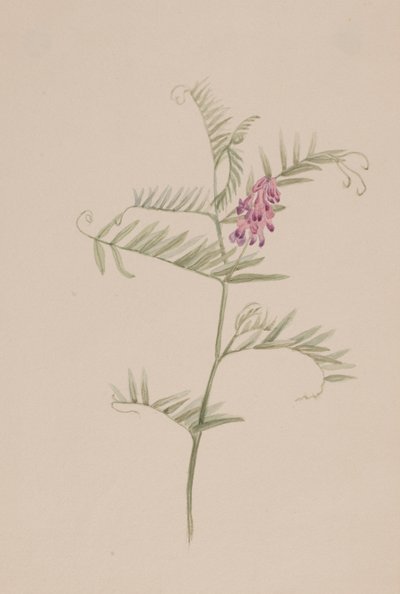 Amerikansk vikke, ca. 1917-1918. av Mary Vaux Walcott