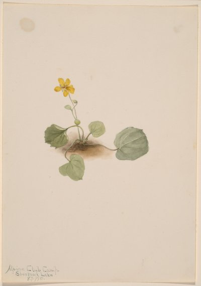  av Mary Vaux Walcott