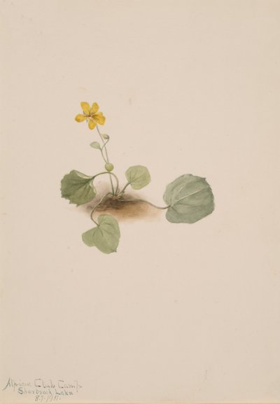 Viola orbiculata, 1911. av Mary Vaux Walcott