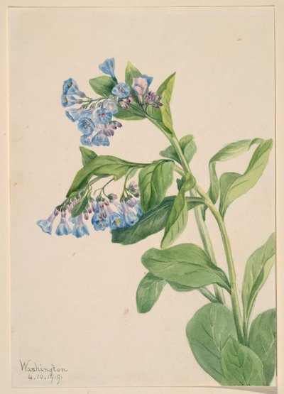  av Mary Vaux Walcott