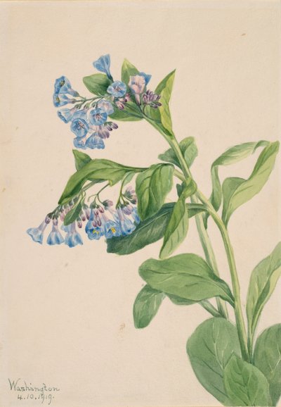 Virginia Bluebells Mertensia virginica, 1919. av Mary Vaux Walcott