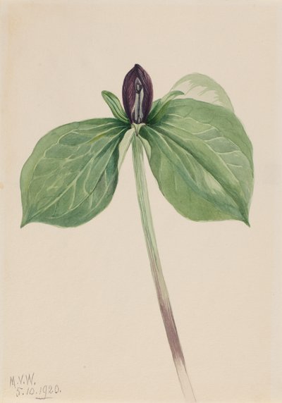Wake-Robin Trillium fastsittende, 1920. av Mary Vaux Walcott