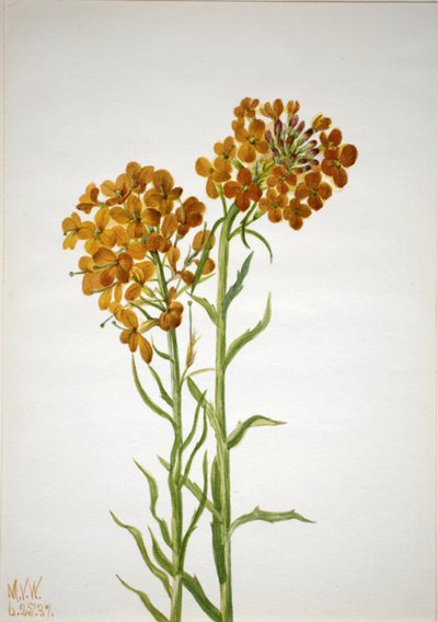 Veggblomst Erysimum wheeleri, 1937. av Mary Vaux Walcott