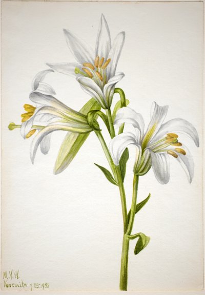 Washingtonlilje (Lilium washingtonianum) av Mary Vaux Walcott