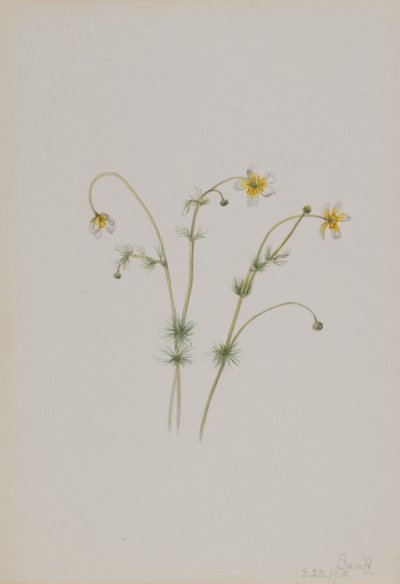  av Mary Vaux Walcott