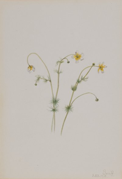 Vannkråkefot Batrachium trichophyllum, 1918. av Mary Vaux Walcott