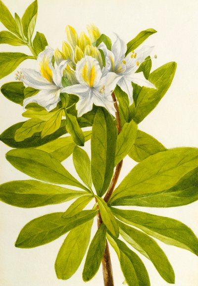  av Mary Vaux Walcott