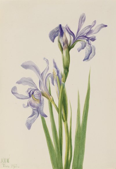  av Mary Vaux Walcott