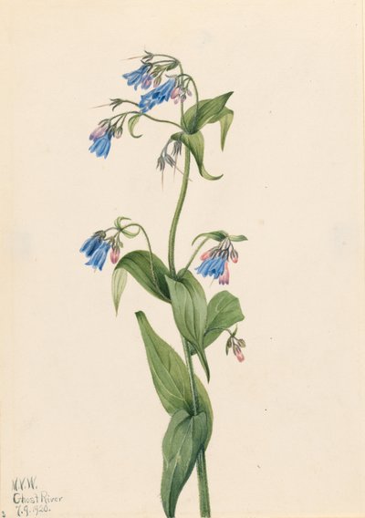  av Mary Vaux Walcott
