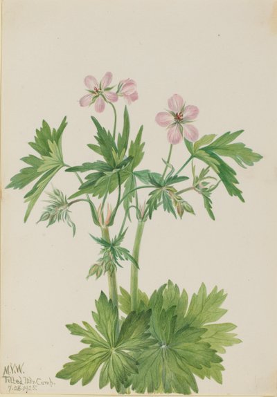 Vestlig storkenebb (Geranium viscosissimum) av Mary Vaux Walcott