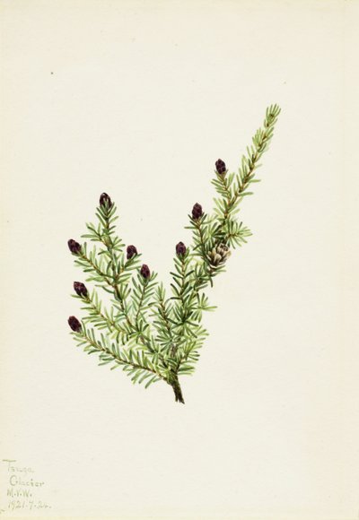  av Mary Vaux Walcott