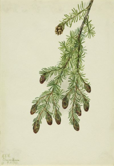 Western Hemlock Tsuga heterophylla, 1923.    1140005   no       norwegian Successfully Translated  Original: Stags Translat: Stags 1292715 no norwegian Successfully Translated Original: The Blacksmith Translat: The Blacksmith 1271218 no norwegian Successfu av Mary Vaux Walcott