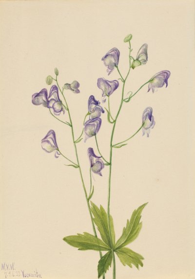 Western Monkshood Columbian Aconite, 1933. av Mary Vaux Walcott