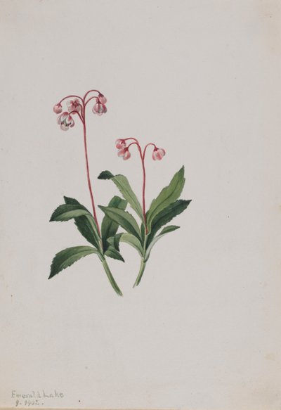  av Mary Vaux Walcott
