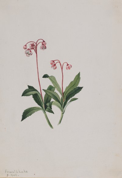 Western pipsissewa Chimaphila umbellata, 1902. av Mary Vaux Walcott