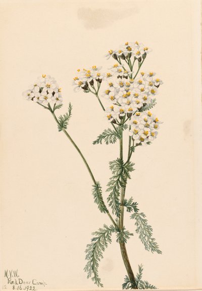 Western Yarrow Achillea lanulosa, 1922. av Mary Vaux Walcott