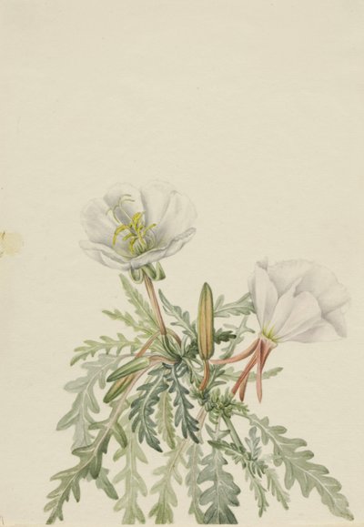 White Dawnrose Pachyloplus marginatus, n.d. av Mary Vaux Walcott