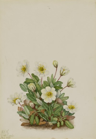  av Mary Vaux Walcott