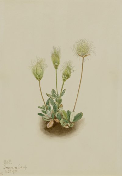  av Mary Vaux Walcott