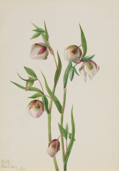 White Fairy Lantern Calochortus albus, 1933. av Mary Vaux Walcott
