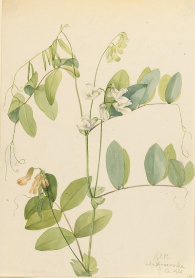  av Mary Vaux Walcott