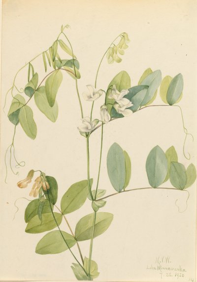 Hvit ert Lathyrus ochroleucus, 1920. av Mary Vaux Walcott