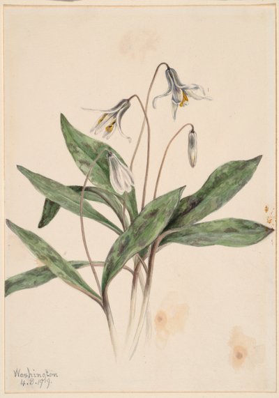 av Mary Vaux Walcott