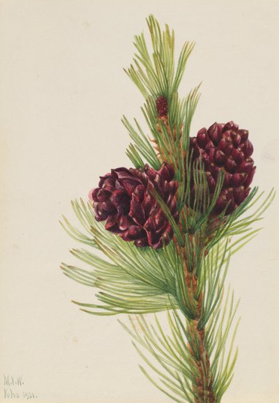  av Mary Vaux Walcott