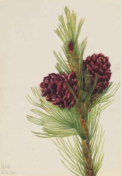 Hvitbarkfuru Pinus albicaulis, 1931. av Mary Vaux Walcott
