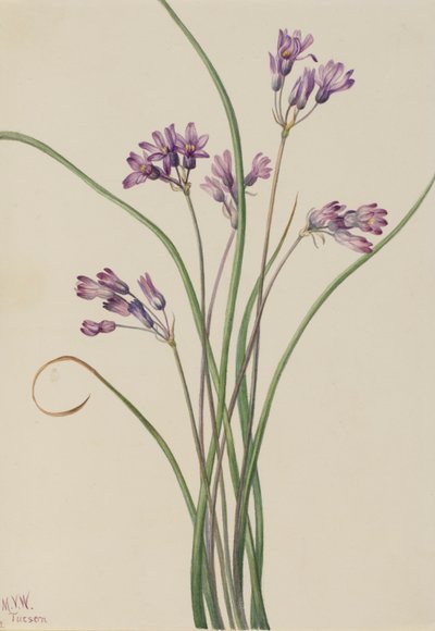  av Mary Vaux Walcott