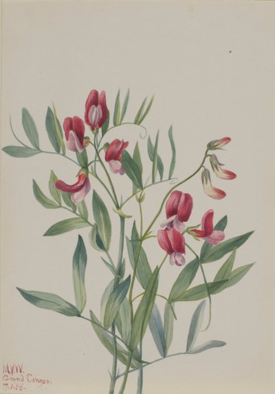  av Mary Vaux Walcott