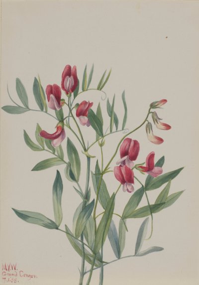 Villerter Lathyrus decaphyllus, 1938. av Mary Vaux Walcott