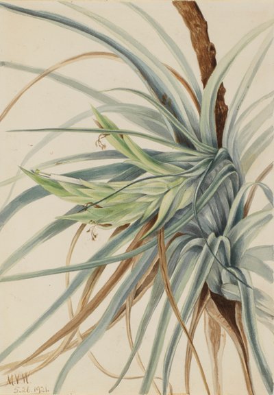  av Mary Vaux Walcott
