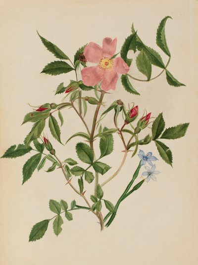 Villrose og blåøyet gress (Rosa-arter og Sisyrinchium-arter) av Mary Vaux Walcott