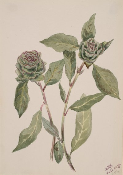 Willow Salix, 1900. av Mary Vaux Walcott