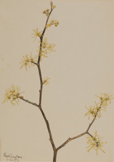 Heksehassel Hamamelis virginiana, 1917. av Mary Vaux Walcott