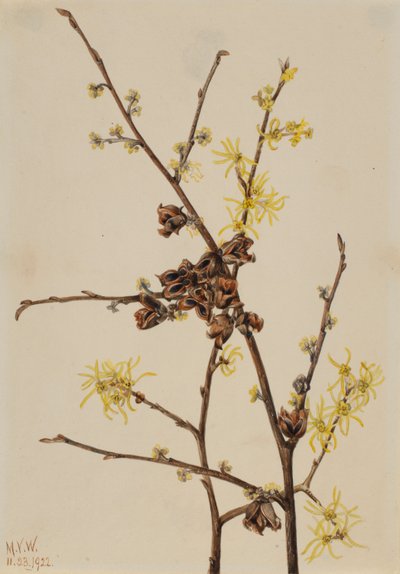  av Mary Vaux Walcott