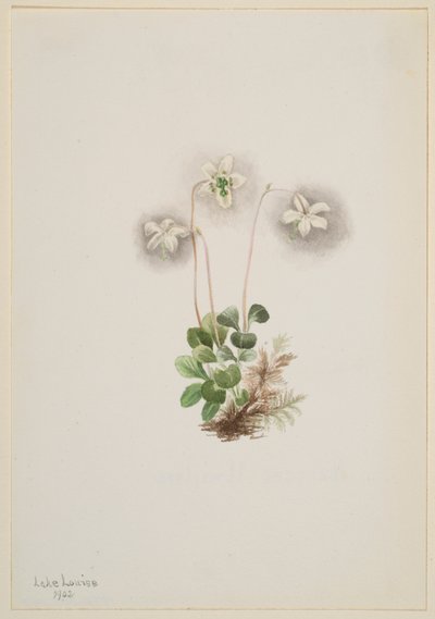  av Mary Vaux Walcott