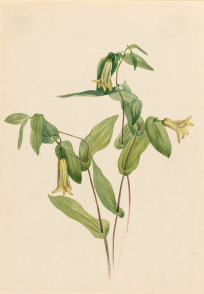  av Mary Vaux Walcott
