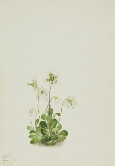 Wood Nymph Moneses uniflora, 1925. av Mary Vaux Walcott