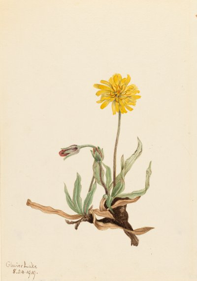 Ullen Agoseris Agoseris villosa, 1919. av Mary Vaux Walcott